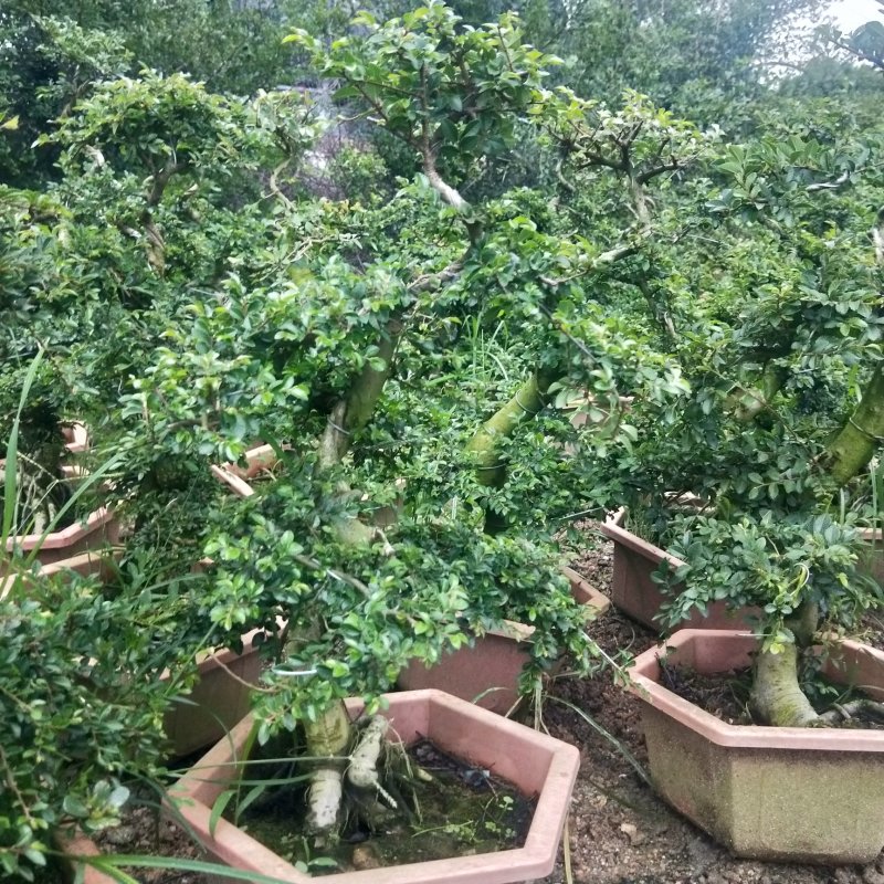 盆景榆树，造型榆树，小叶榆树，石雕榆树，