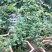 盆景榆树，造型榆树，小叶榆树，石雕榆树，