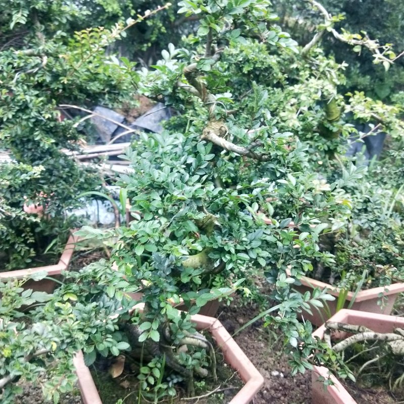 盆景榆树，造型榆树，小叶榆树，石雕榆树，