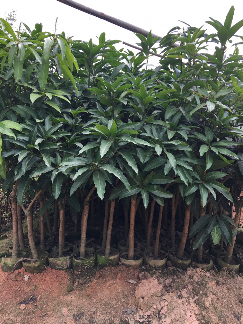 台农芒果苗，四季蜜芒果苗