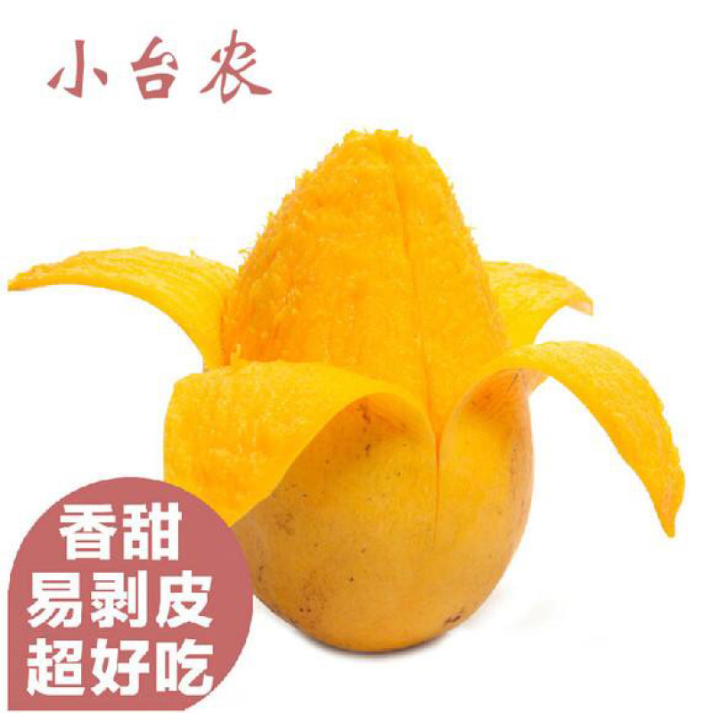 台农芒果苗，四季蜜芒果苗