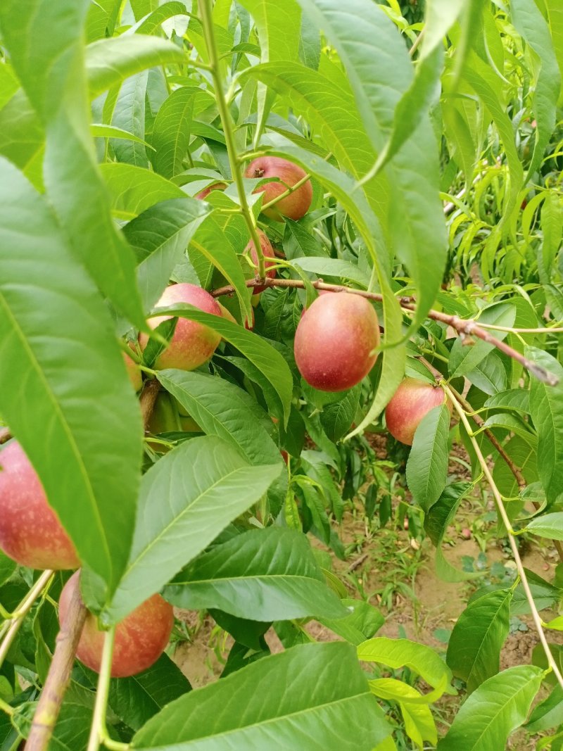 油桃品种油桃特别多视频可见