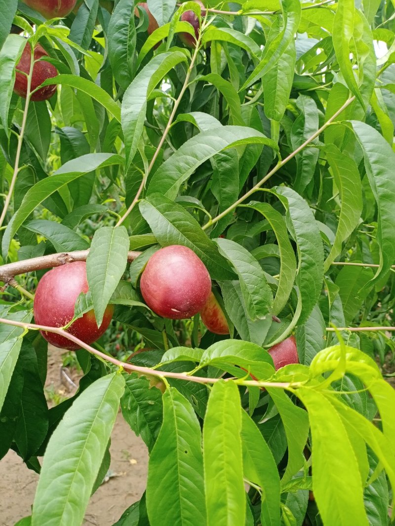油桃品种油桃特别多视频可见