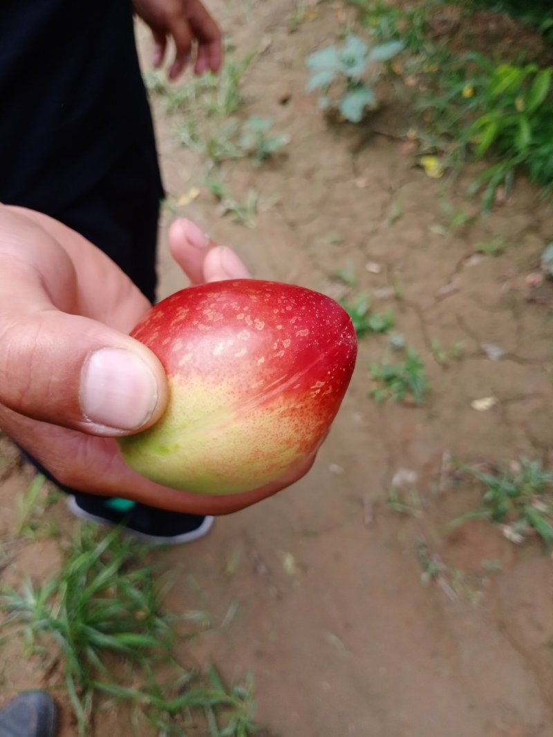 油桃品种油桃特别多视频可见