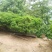 黄杨广西桂林市灵川县大境瑶山海拨700米的。