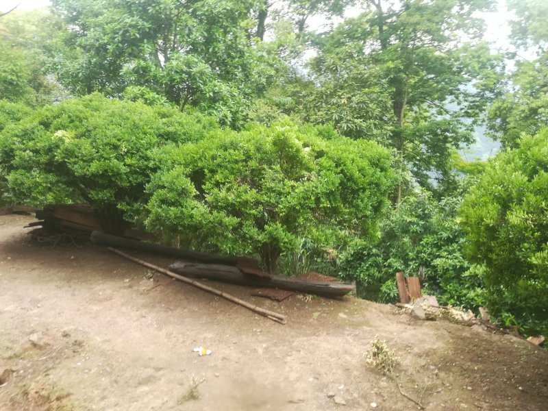 黄杨广西桂林市灵川县大境瑶山海拨700米的。