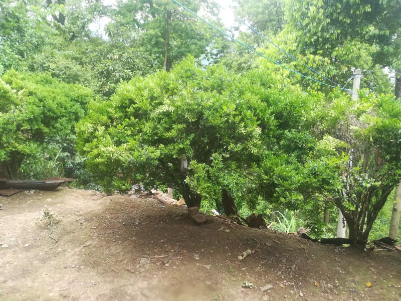 黄杨广西桂林市灵川县大境瑶山海拨700米的。
