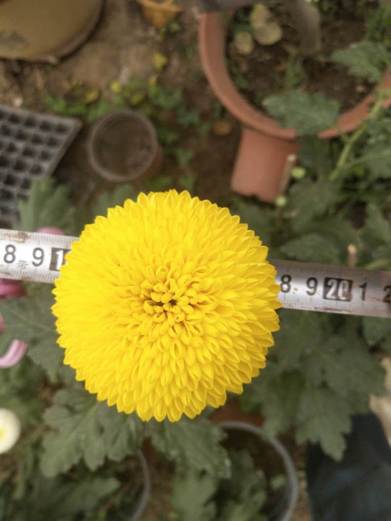 茶菊新品种大黄乒乓球菊苗现货秒发！欢迎预定
