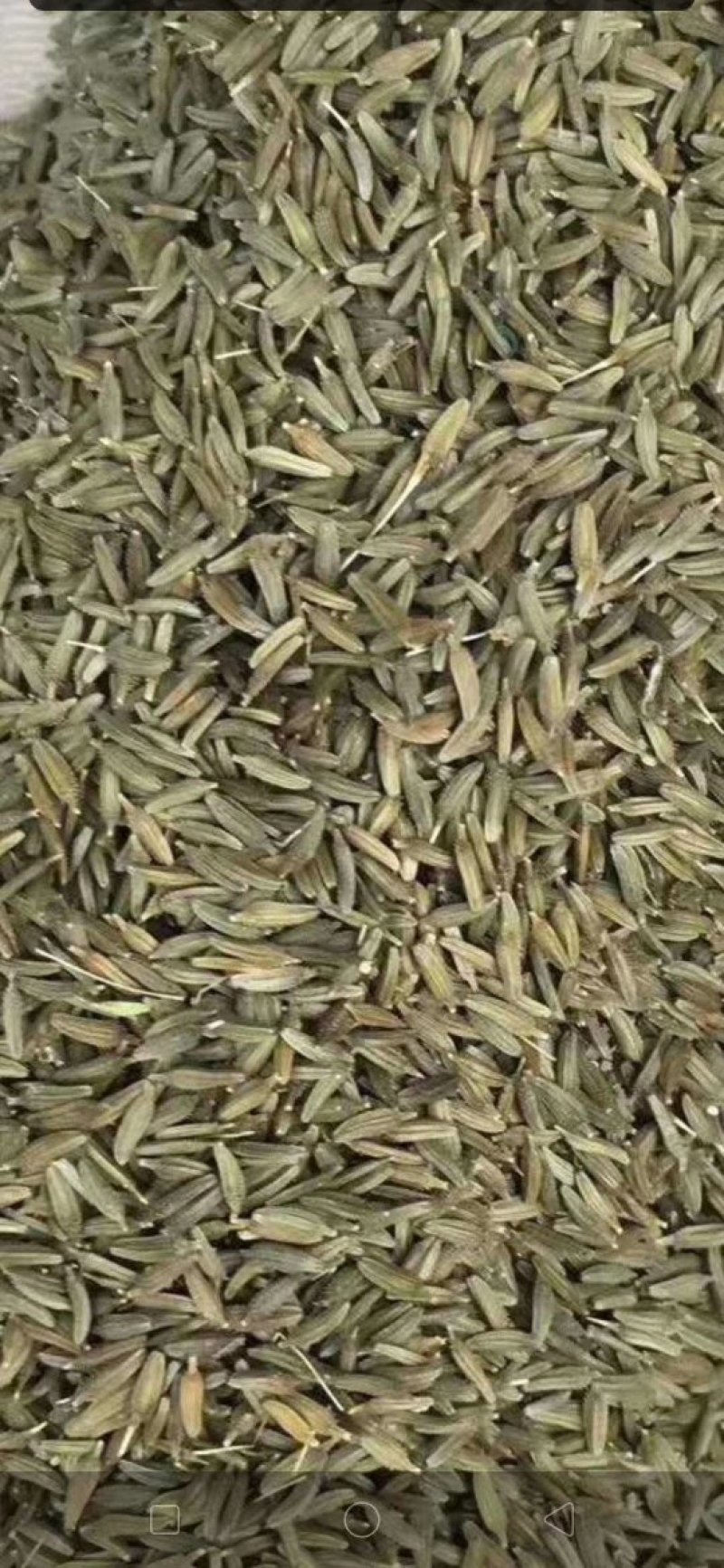 蒲公英籽，大货批发，基地直销，一手货源，量大从优
