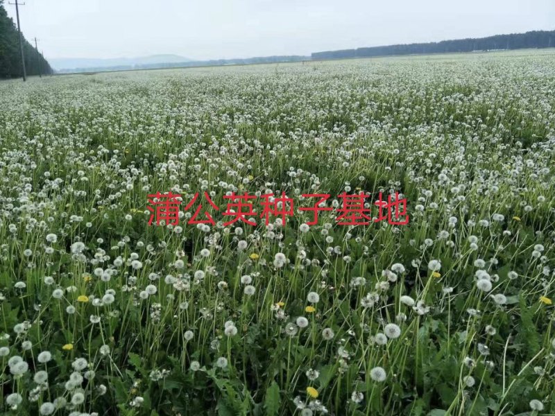 蒲公英籽，大货批发，基地直销，一手货源，量大从优