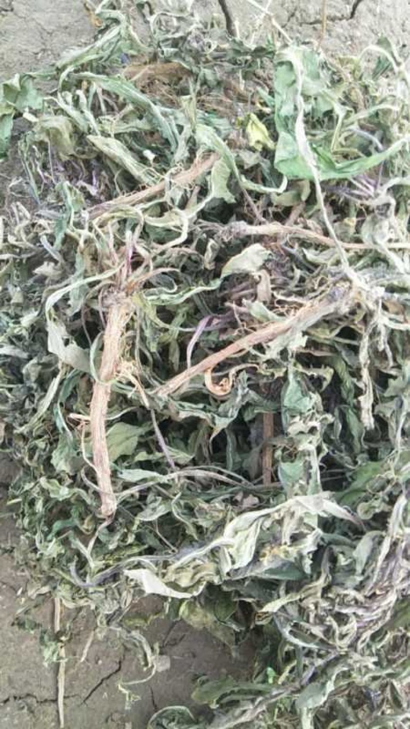 蒲公英籽，大货批发，基地直销，一手货源，量大从优