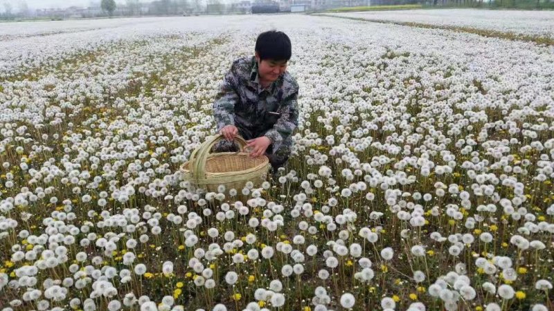 蒲公英籽，大货批发，基地直销，一手货源，量大从优
