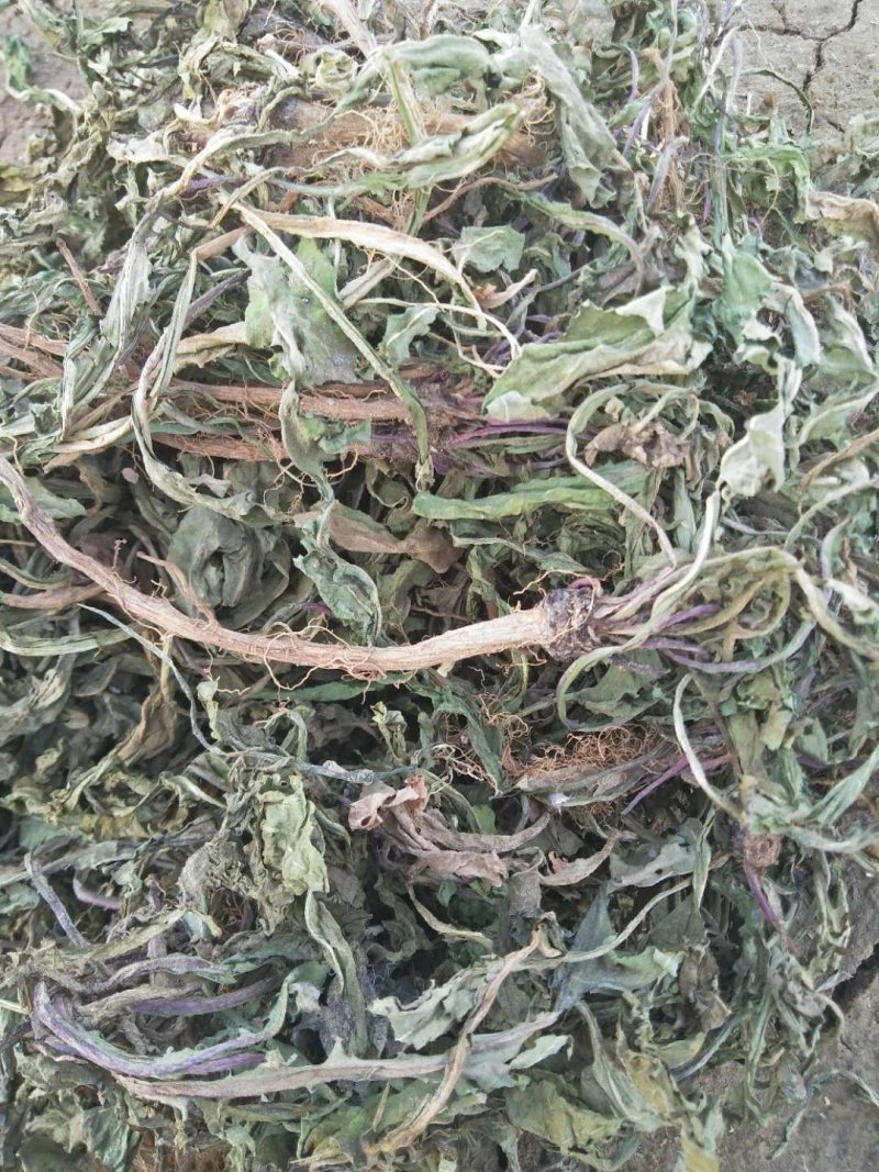 蒲公英籽，大货批发，基地直销，一手货源，量大从优