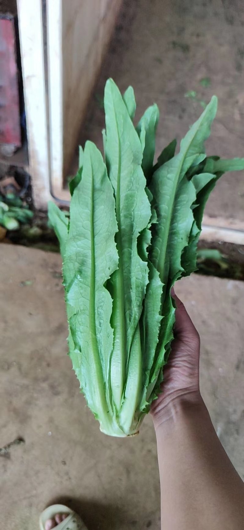 油麦菜，精品泡沫箱装，胶筐装油麦菜产地直发