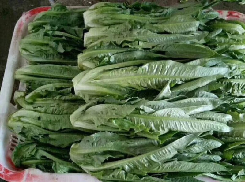 油麦菜，精品泡沫箱装，胶筐装油麦菜产地直发