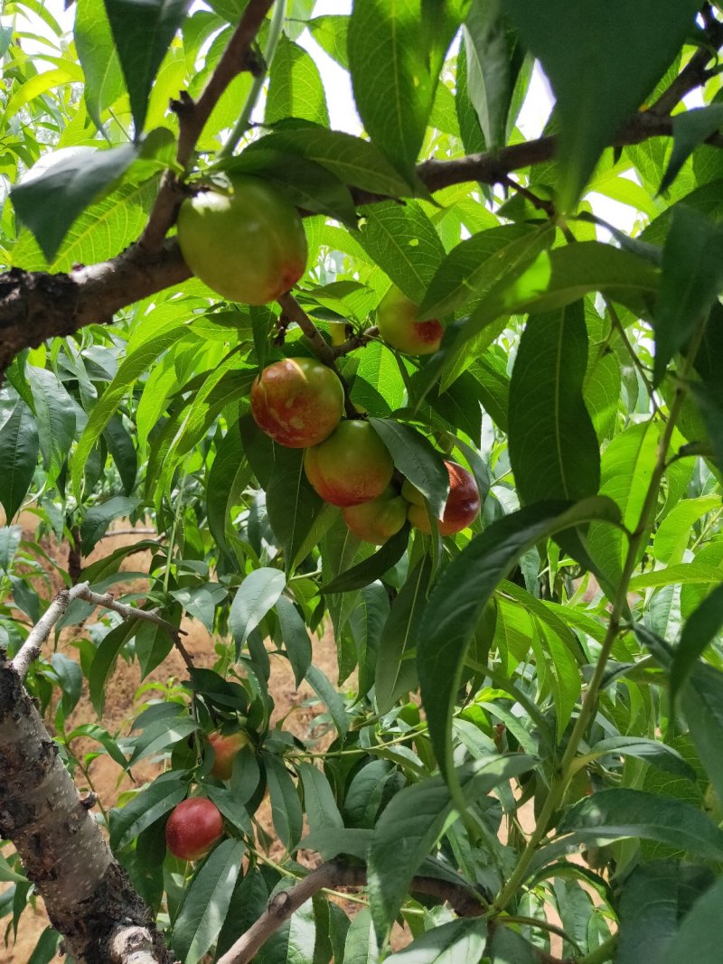 曙光油桃大量上市