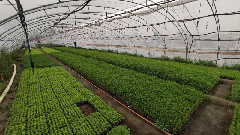 茶菊新品种大黄乒乓球菊苗现货秒发！欢迎预定
