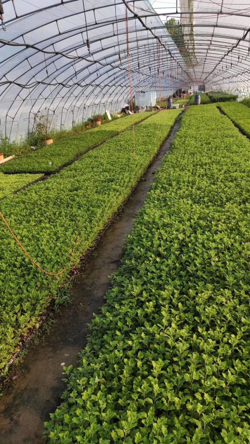 茶菊新品种大黄乒乓球菊苗现货秒发！欢迎预定