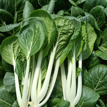 小白菜，精品广白，广东小白菜，黑叶白，好品质好市场，