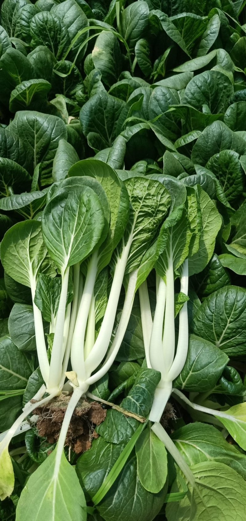 小白菜，精品广白，广东小白菜，黑叶白，好品质好市场，
