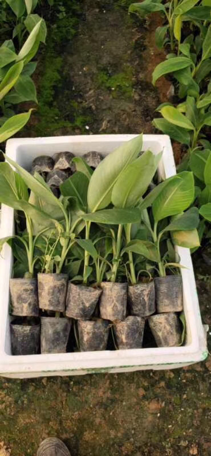 香蕉苗粉焦苗红美人焦苗可带土发货，当年种当年结果