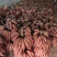 香蕉苗粉焦苗红美人焦苗可带土发货，当年种当年结果