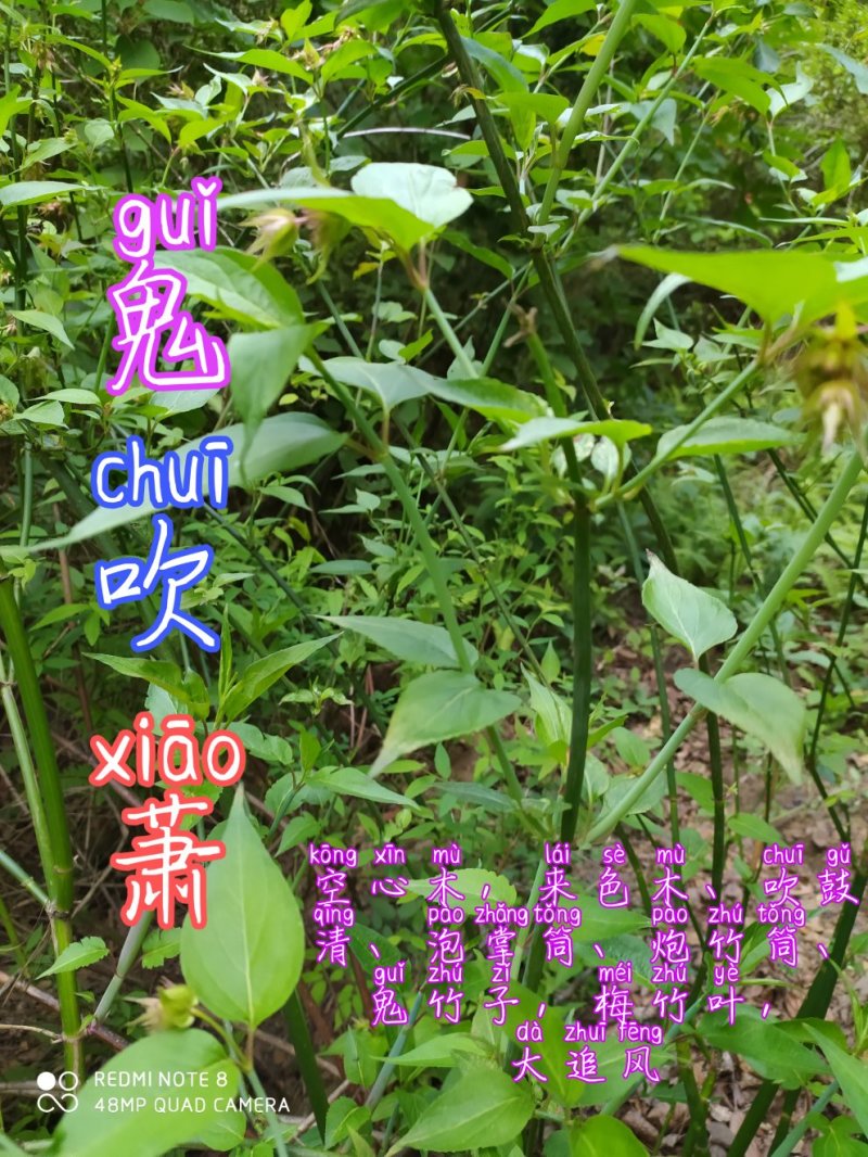 贵州古夜郎野生中药材鬼吹萧鬼竹子野生全草入药