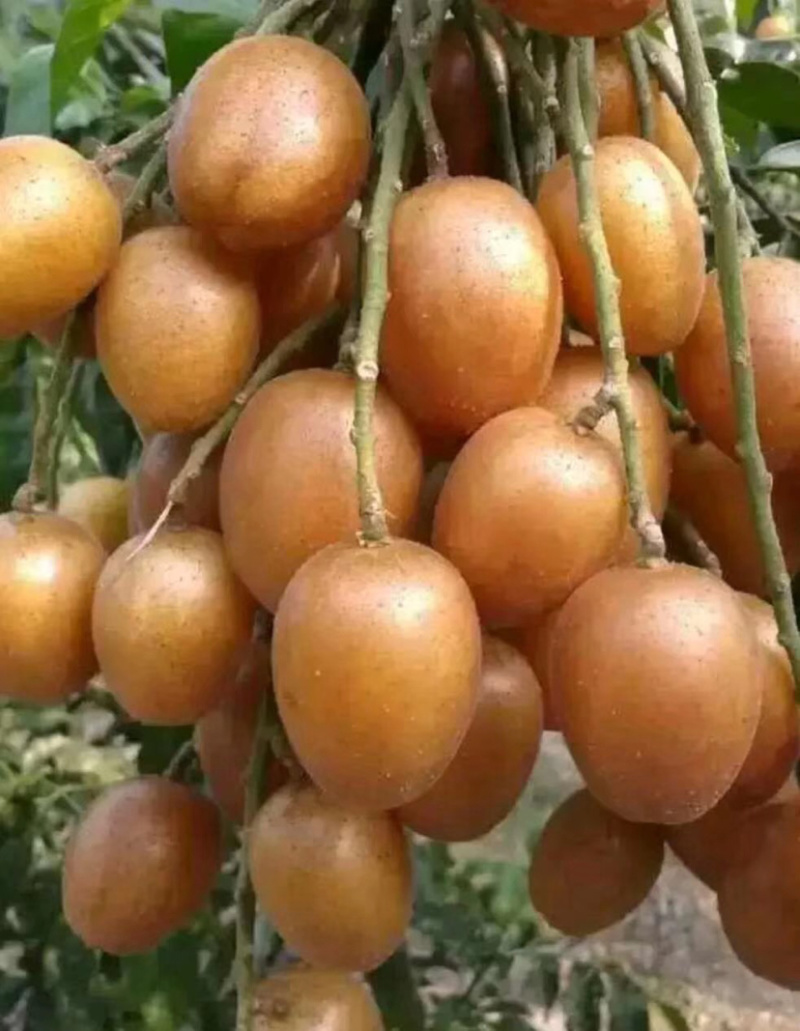 黑黄皮苗，甜黄皮苗，鸡心黄皮苗