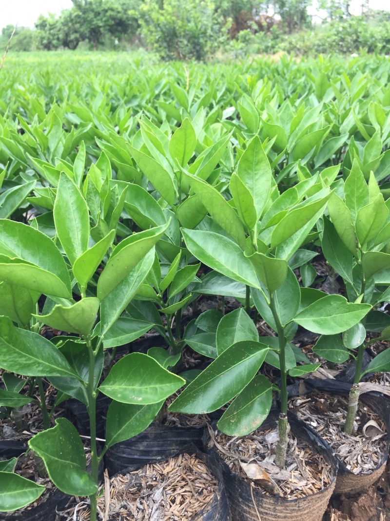 脐橙杯苗柑橘杯苗30公分以上