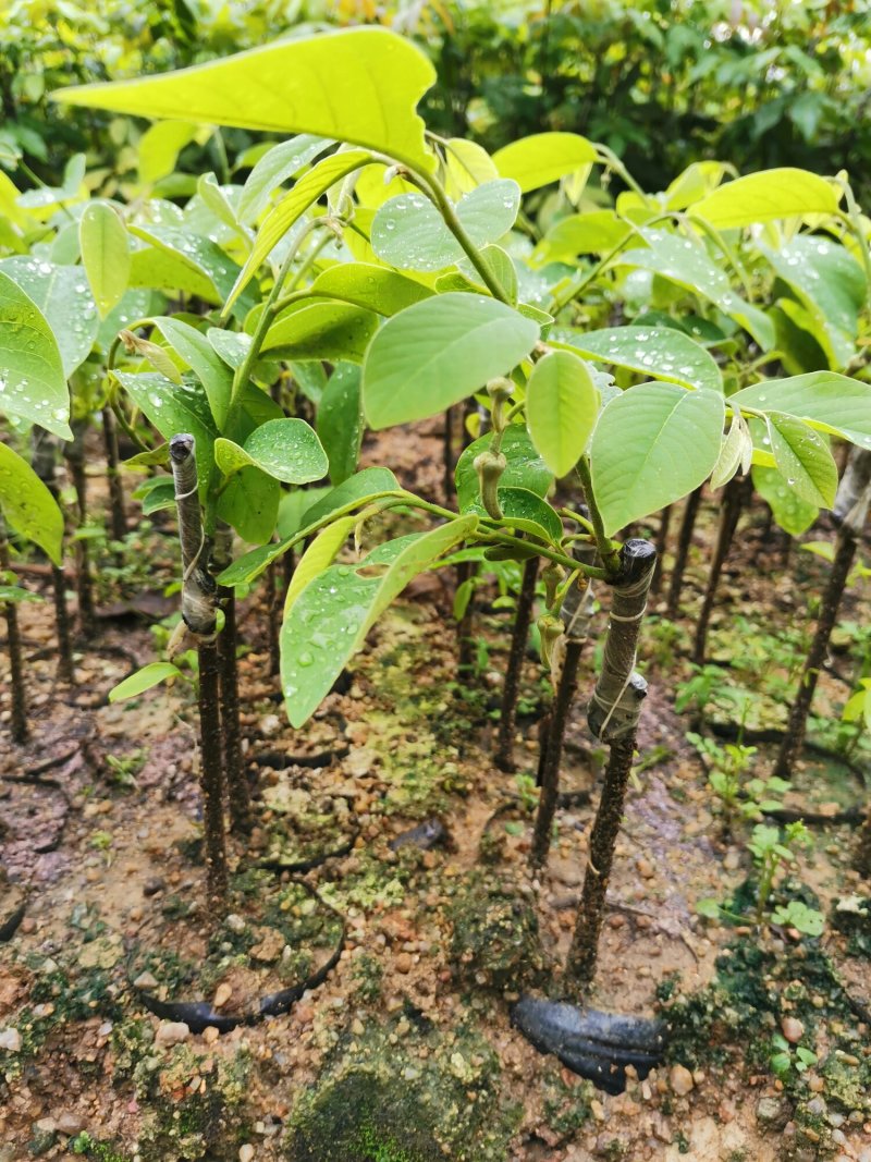 正宗优质凤梨释迦果苗（新苗）（嫁接苗，杯苗）