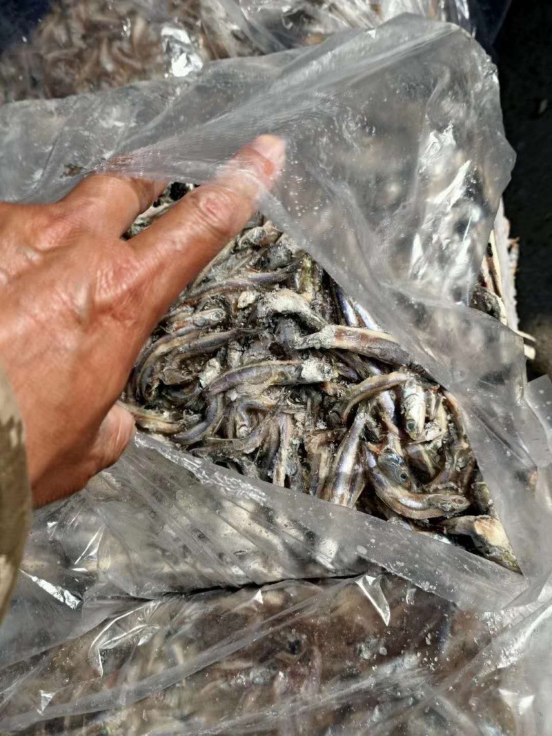 各种饲料鱼批发，鲜货，冻货需要的老板咨询