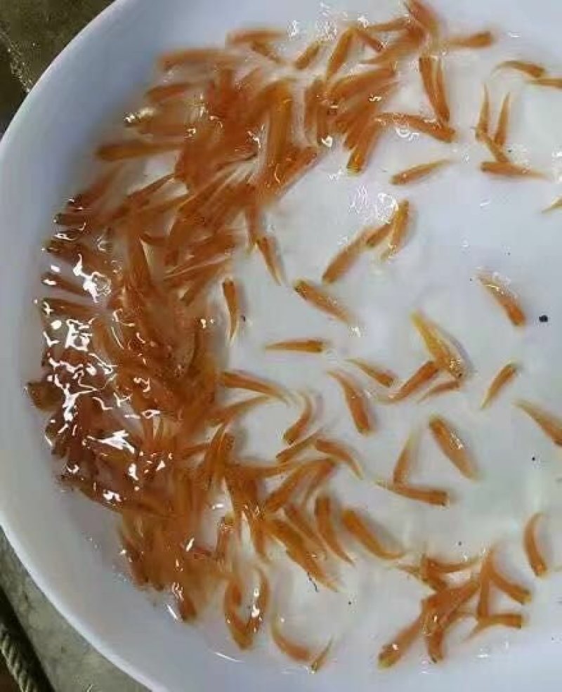 俄罗斯金丝皖鱼苗金草鱼苗保质保量全国接单发货
