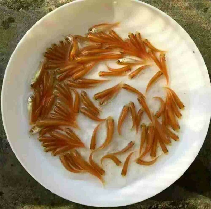 俄罗斯金丝皖鱼苗金草鱼苗保质保量全国接单发货