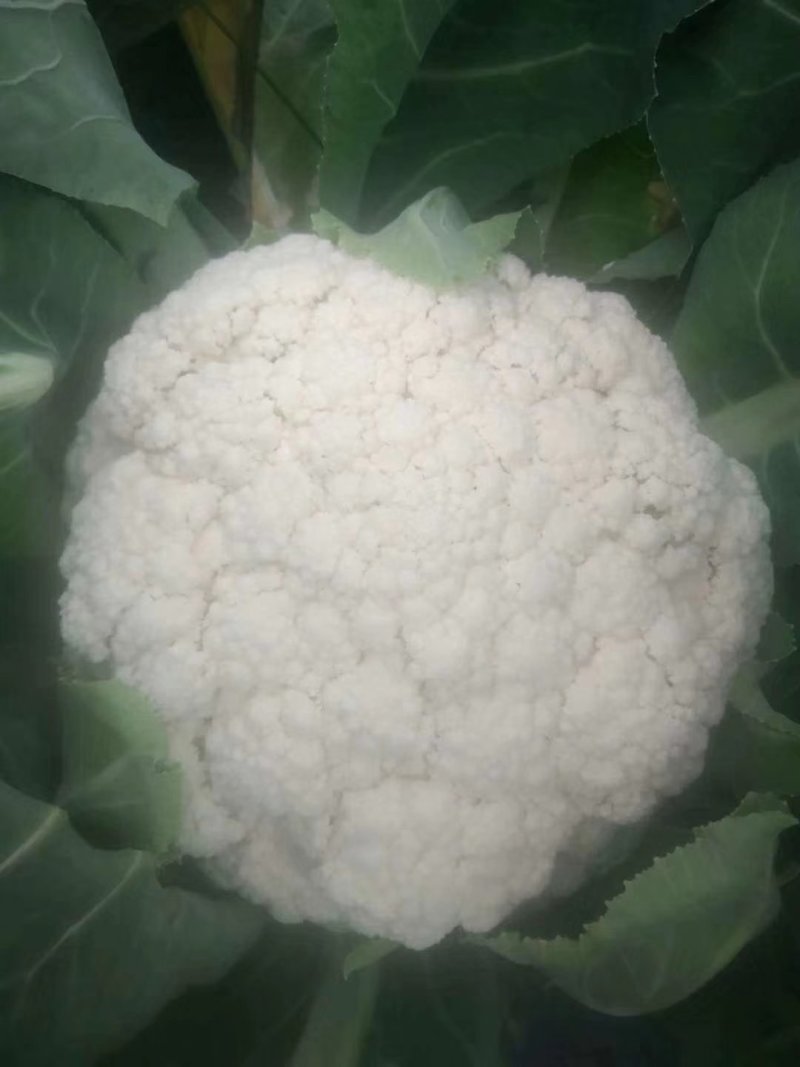 兰州高原夏菜大量上市，冷库开始提前预订，支持实地考察