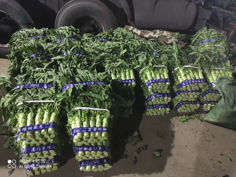 兰州高原夏菜大量上市，冷库开始提前预订，支持实地考察