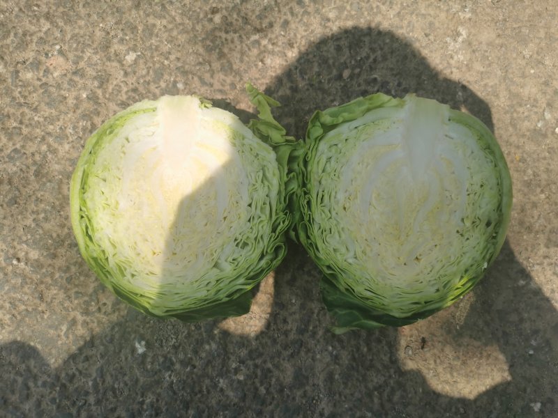 兰州高原夏菜大量上市，冷库开始提前预订，支持实地考察
