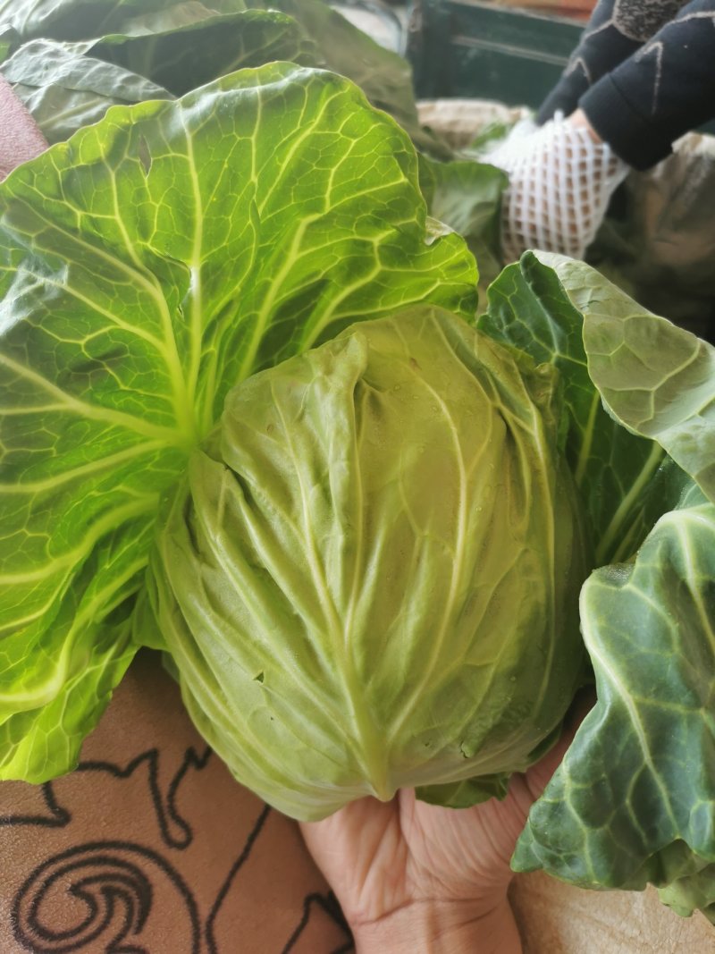 兰州高原夏菜大量上市，冷库开始提前预订，支持实地考察