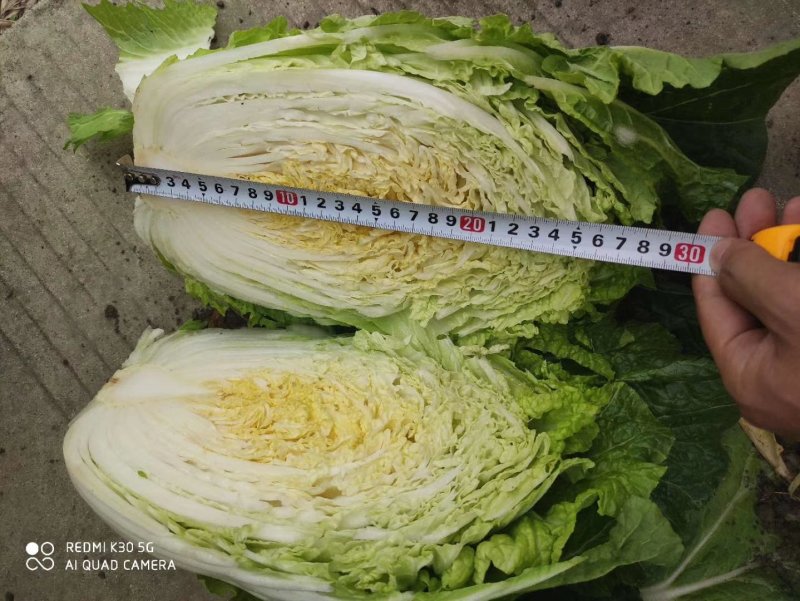 兰州高原夏菜大量上市，冷库开始提前预订，支持实地考察