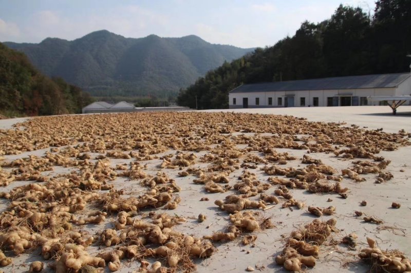 九华黄精黄精药厂投料黄精药材干货足干无硫磺够含量