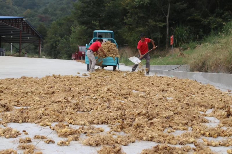 九华黄精黄精药厂投料黄精药材干货足干无硫磺够含量