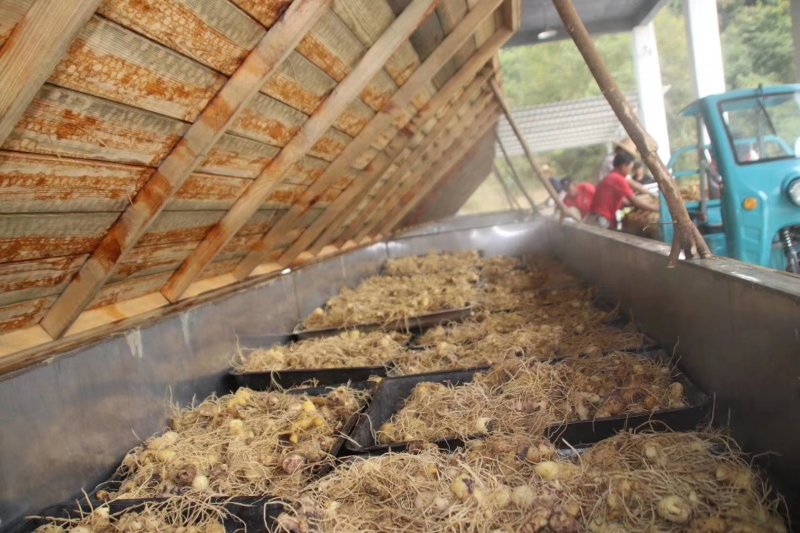 九华黄精黄精药厂投料黄精药材干货足干无硫磺够含量