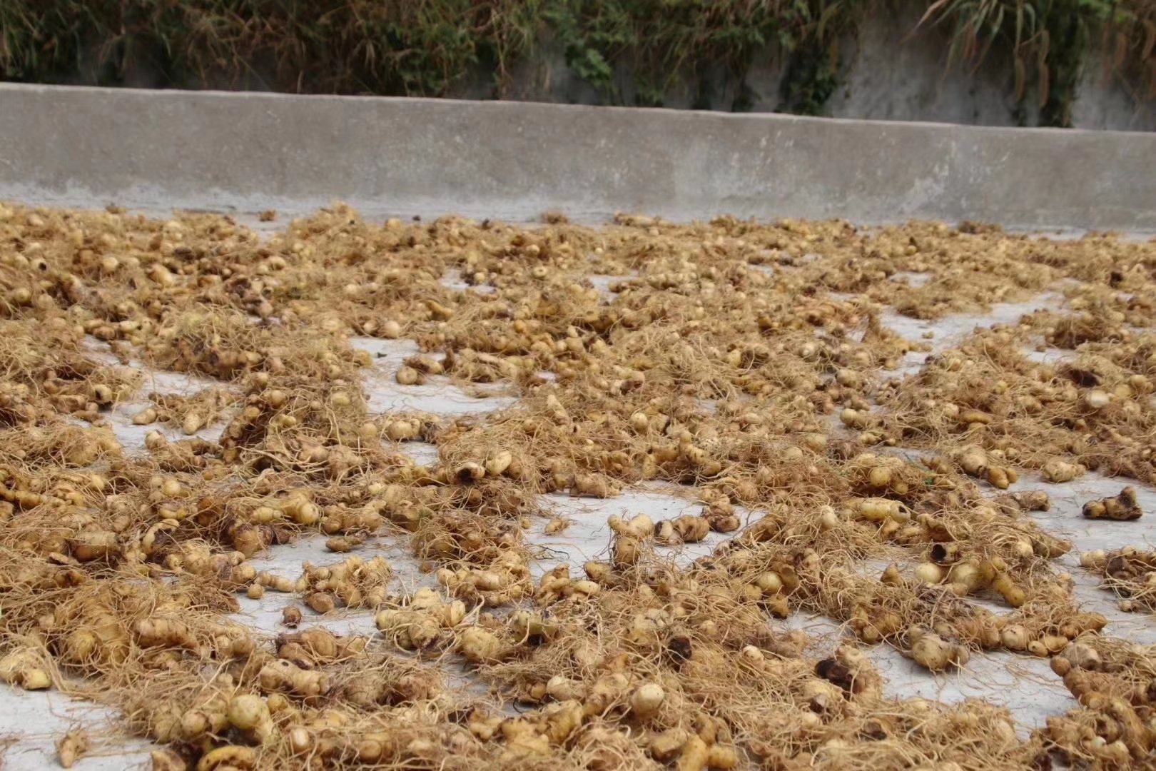 黄精炮制品对比图