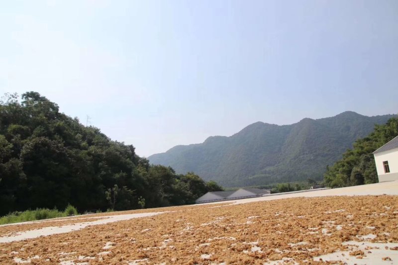 九华黄精黄精药厂投料黄精药材干货足干无硫磺够含量