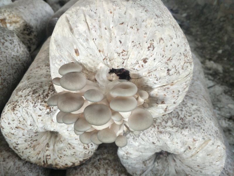 阜阳市太和县坟台镇无公害食用菌种植平菇菌棒生产销售