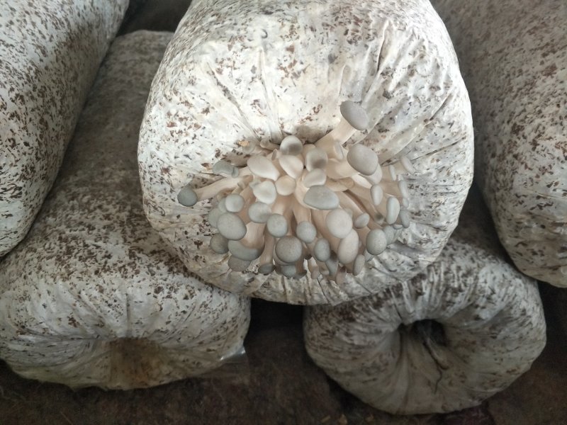 阜阳市太和县坟台镇无公害食用菌种植平菇菌棒生产销售