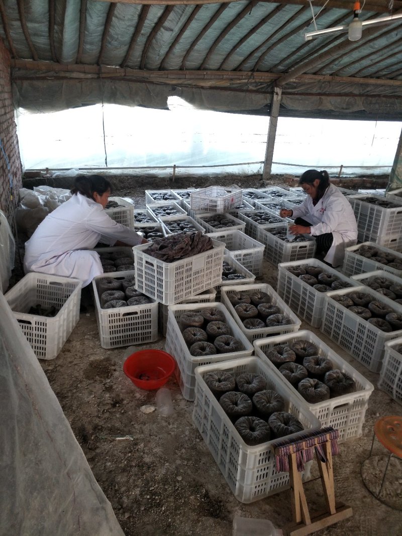 阜阳市太和县坟台镇无公害食用菌种植平菇菌棒生产销售