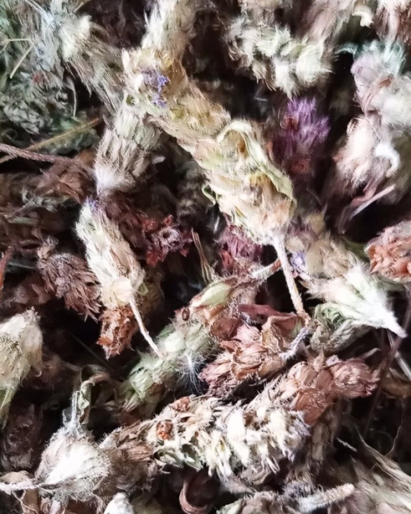 野生夏枯球大别山特产新货纯野生不是野生不要钱