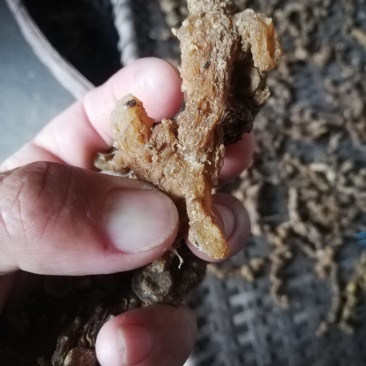 野生黄精干，纯手工九蒸九晒