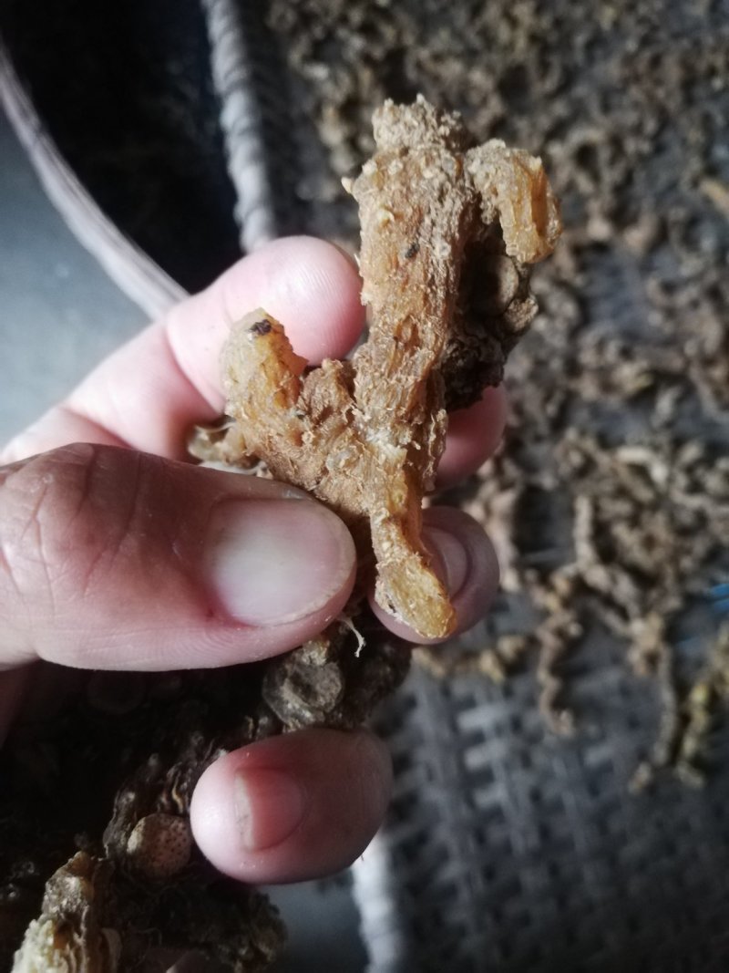 野生黄精干，纯手工九蒸九晒