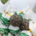 冰岛茶普洱生茶龙珠一次一个方便携带古树茶口感很好